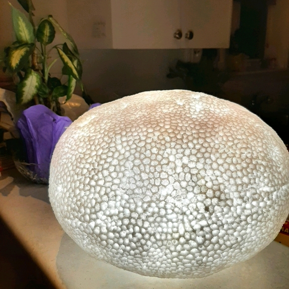unknown Other - INCREDIBLE large sea urchin lamp